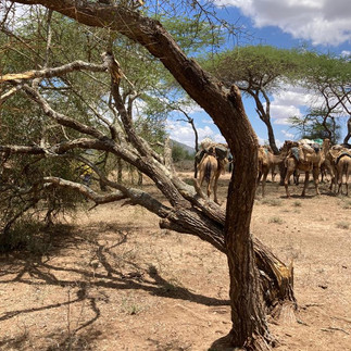 Elevenses taken under the trees next to one the elephants pushed over last night.