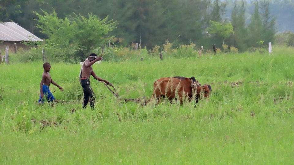 A farmer ploughs his field