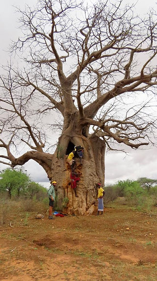 Sniper baobab tree - showing its size
