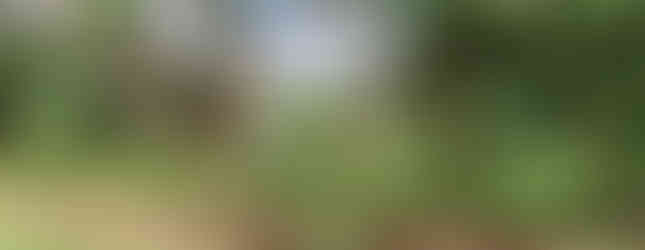 Lush vegetation leaving Lake Chala