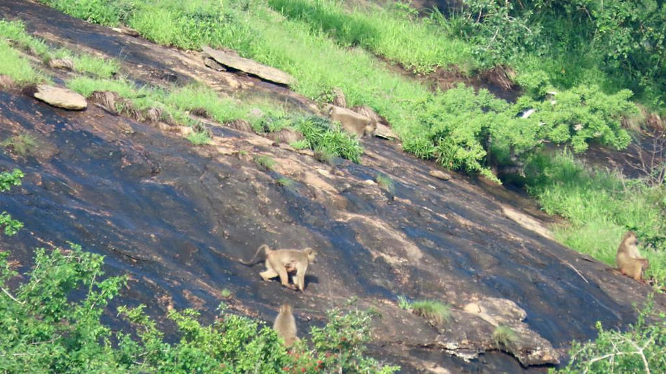 Baboons on Pusa hill