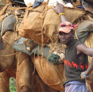 Hassan with his train of camels