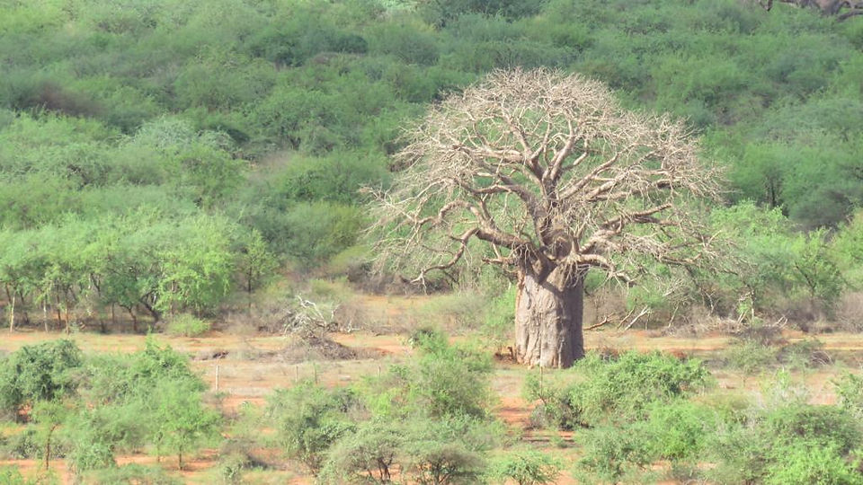 The Baobab tree used as a sniper hide-out for the German Army