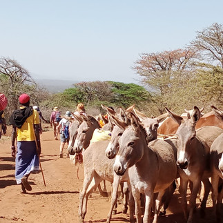 Curious donkeys outside Bisil