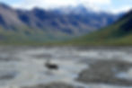 moose running on body of water near mountains during daytime_edited.jpg