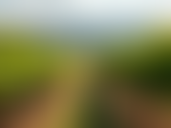 Top Virginia Wineries to Visit for an Unforgettable Experience