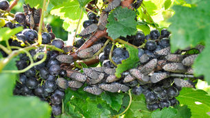 The Spotted Lanternfly is a Major Threat to Virginia Wineries & Other Agricultural Businesses