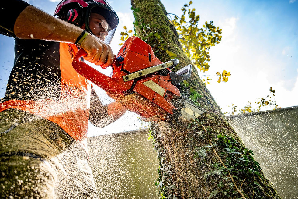 How Much Does Tree Removal Cost in Northern Virginia?