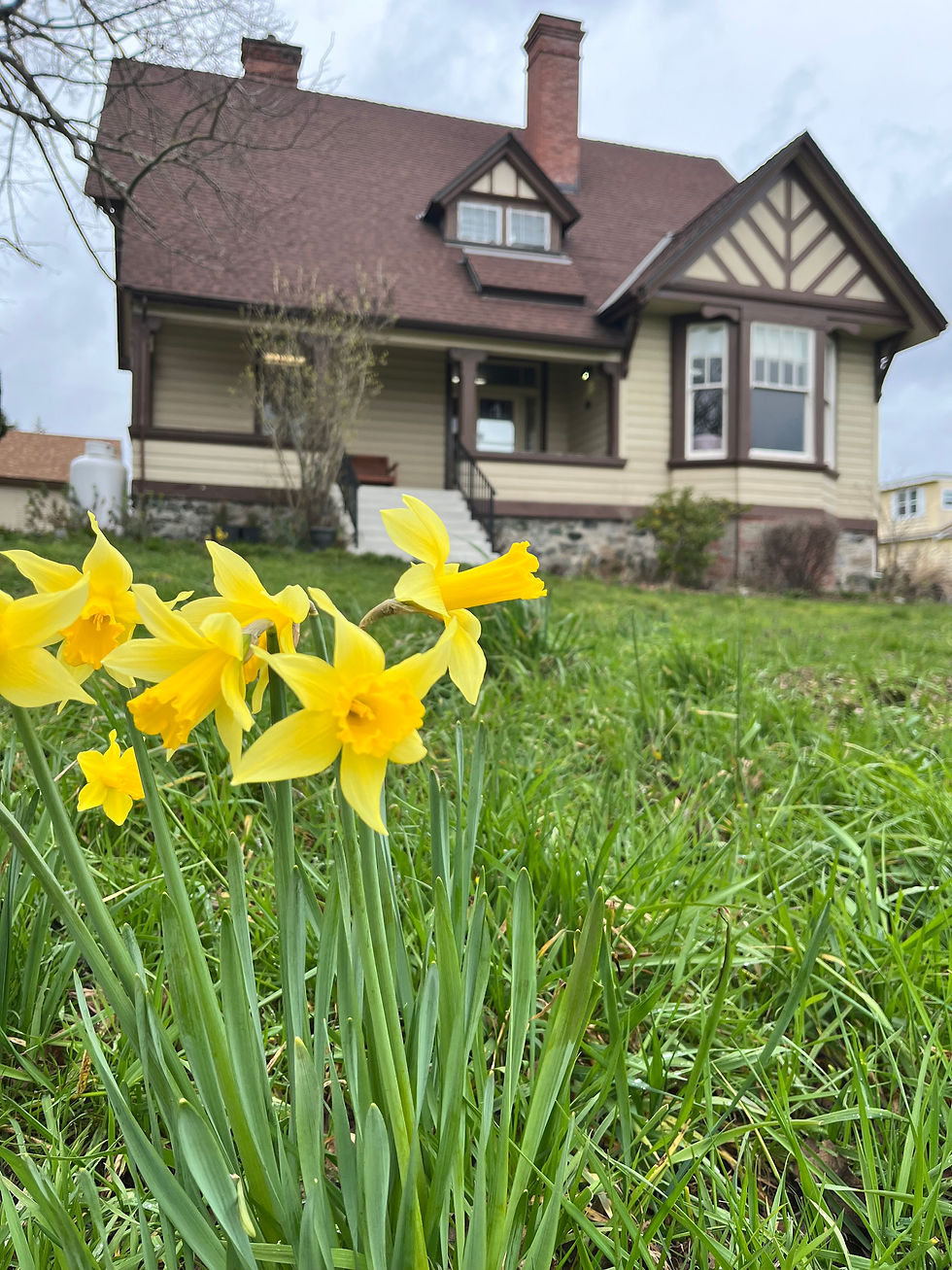 Daffodils at SVSS for your April holiday