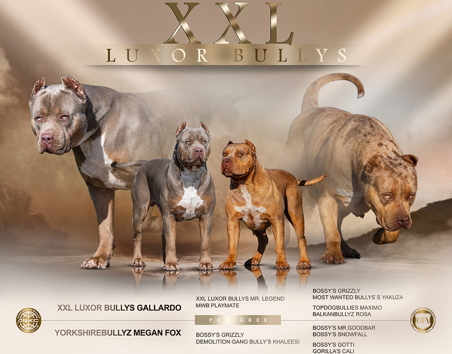 XXL Luxor Bullys 2 2026.jpg