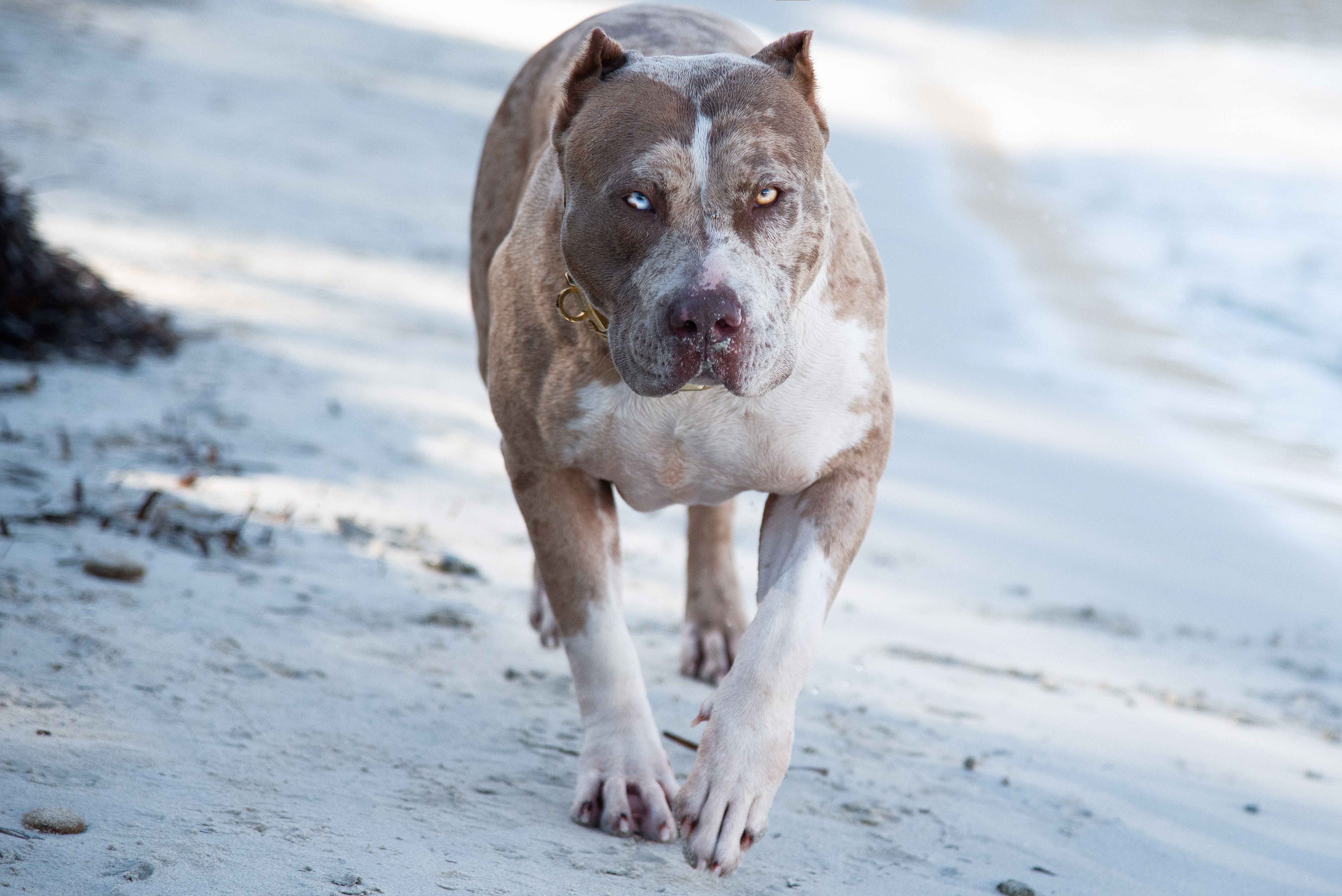 american bully merle american bully merle