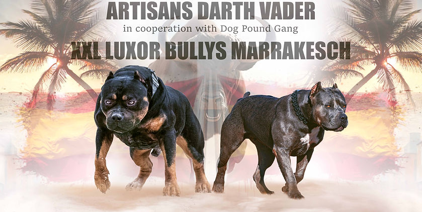 darth vader x marrakesch.jpg