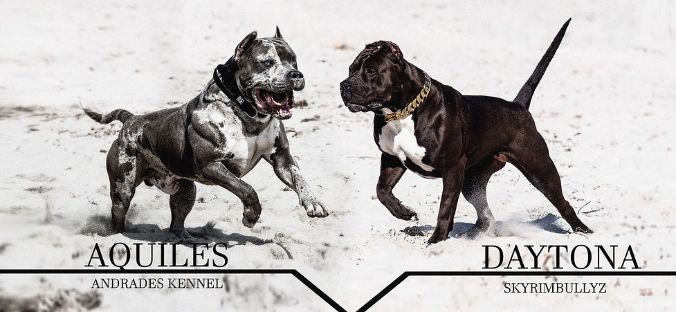 aquiles x daytona.jpg
