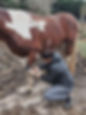 Lucie Bireaud Ostéopathe animalier testing des tendons chez le cheval