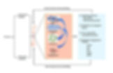 https://www.researchgate.net/figure/The-potential-mechanisms-of-exercise-in-promoting-osteogenesis-and-angiogenesis_fig1_332516404