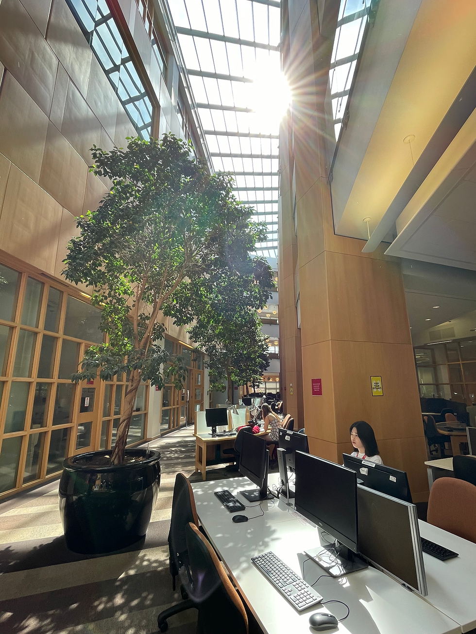 I absolutely adored this tree and the natural light
