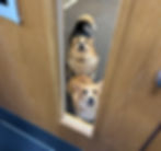 Staff dogs on site!