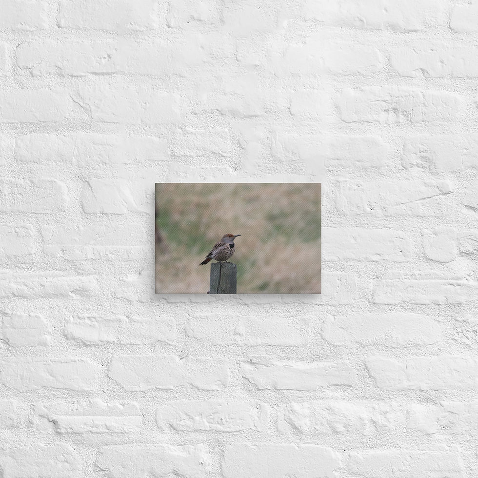Thumbnail: Northern Flicker Nature Canvas Yellowstone Bird Photography Wall Art