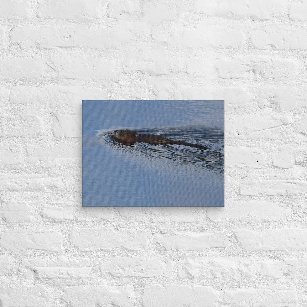 "Yellowstone Beaver on the Move" Canvas Print Photograph