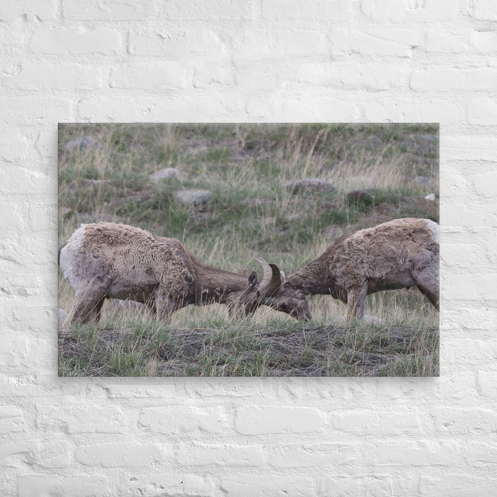 Thumbnail: "Two Heads are Better than One" Yellowstone Sheep Fighting Canvas Photo
