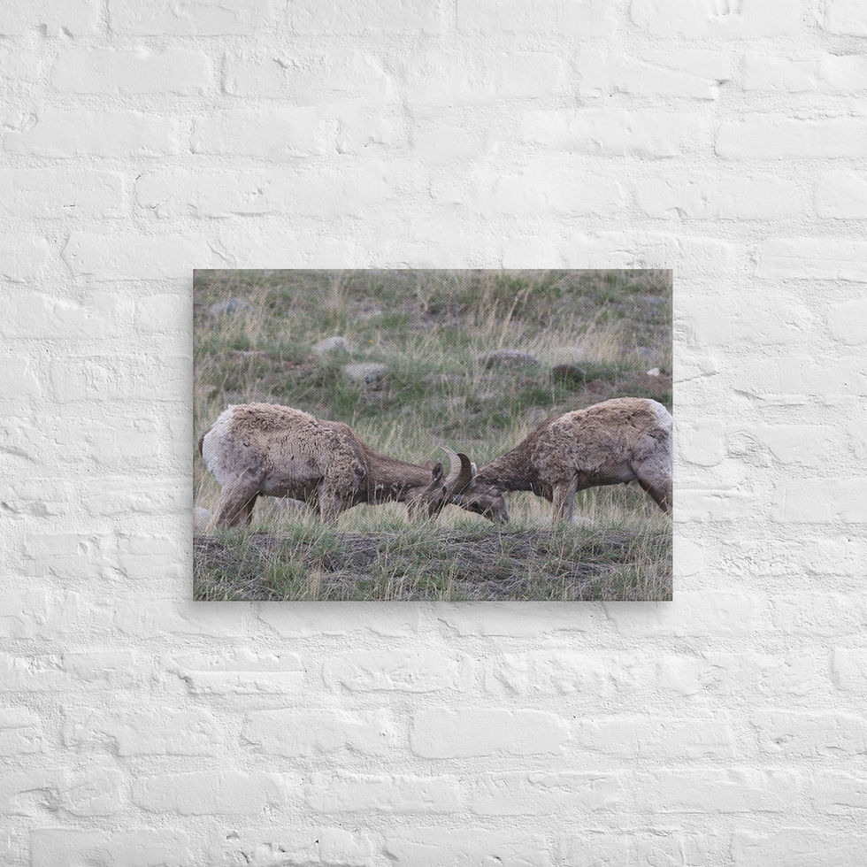 Thumbnail: "Two Heads are Better than One" Yellowstone Sheep Fighting Canvas Photo