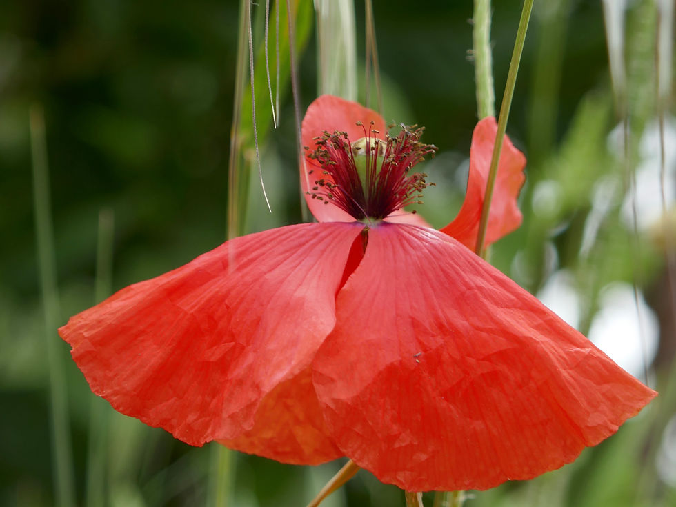 Montichiello (82).JPG