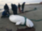 Beluga Whale Hunting