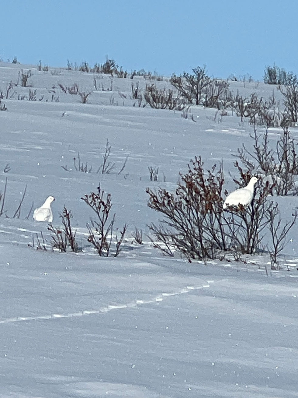 Wildlife Viewing Tours