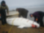 Beluga Whale Hunting