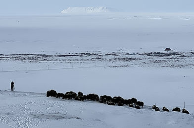 Wildlife Viewing Tours