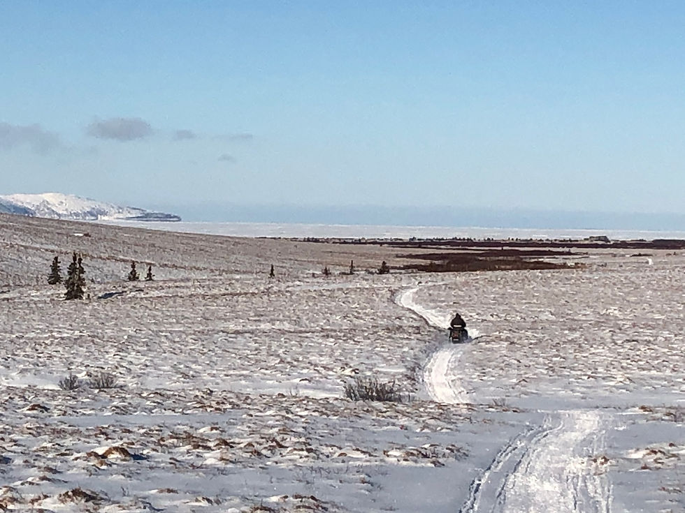 Iditarod Race Experience