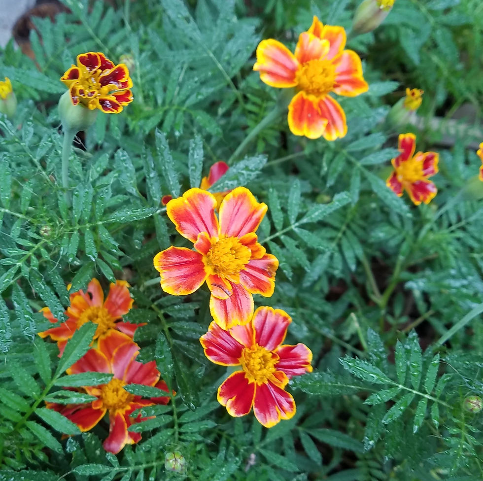 Thumbnail: All Seeds: Non-GMO, Organic, Bee and Hand Pollinated