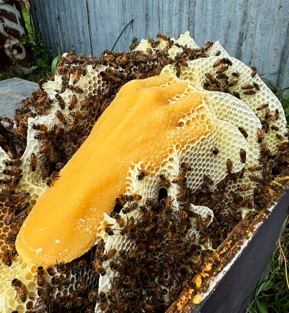 Sculpture-beeswax-co creation-life cast-bees-research-pollinators_Kibi Schultz_Nuc (in situ)