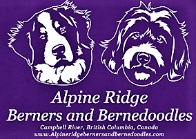 Alpine Ridge Berners and Bernedoodles British Columbia