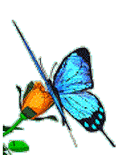 orig.gif