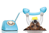 Telefon