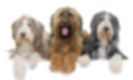 Hunde