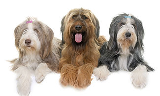 Hunde