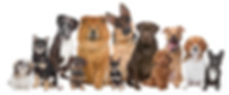 Hund 2