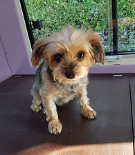 Yorki K. vorher
