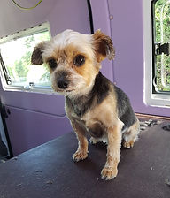 Yorki K. nachher
