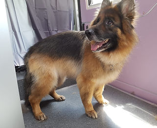 Schäferhund C. hachher 1