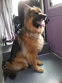 Schäferhund C. vorher