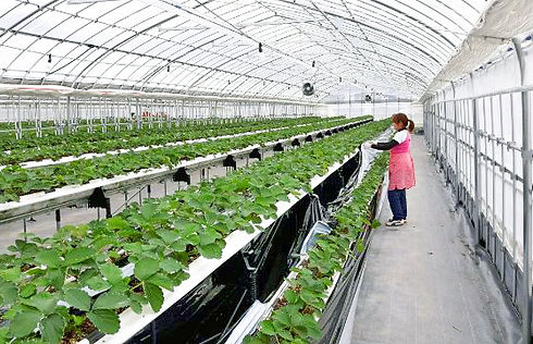 新さんだ農園 いな岡 いちご狩り温室作業