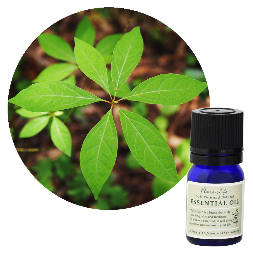 【和精油】クロモジ