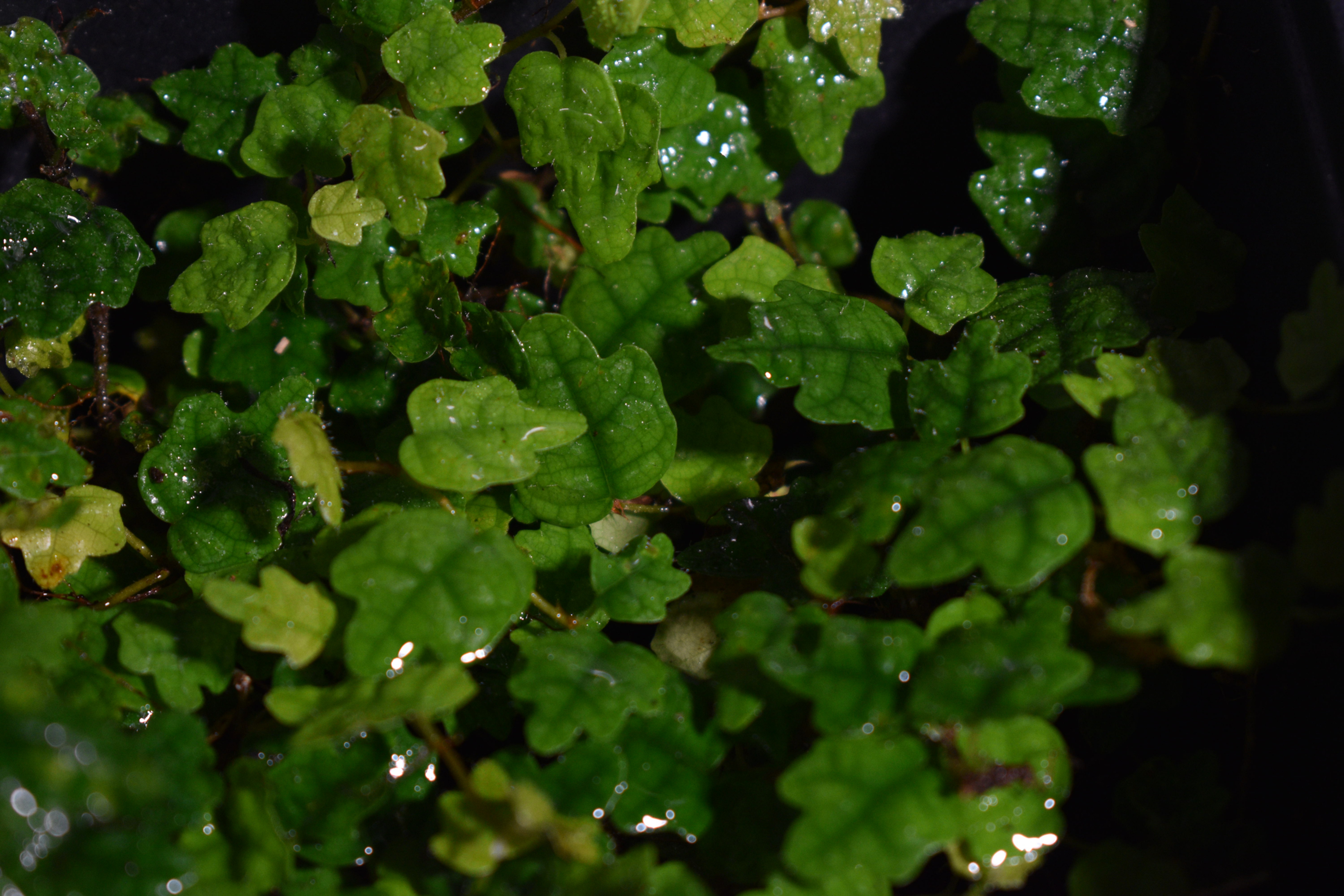 10cm Ficus Quercifolia
