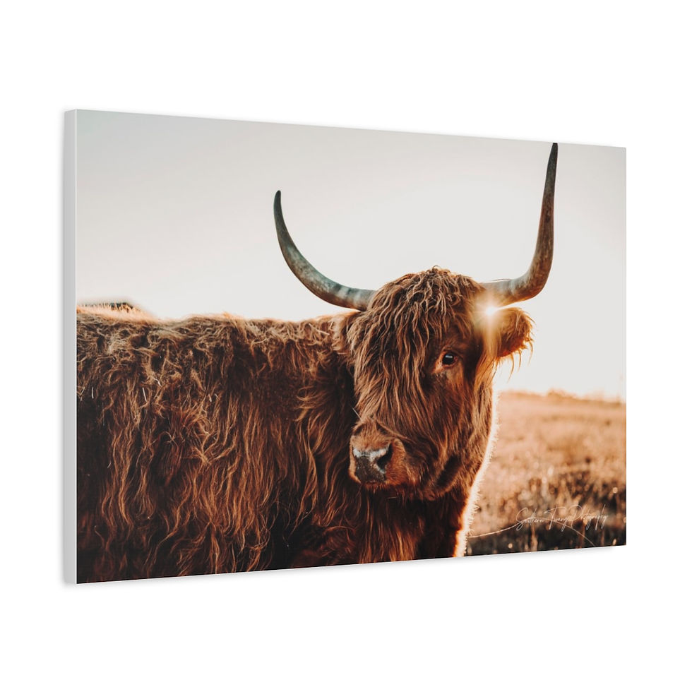 Thumbnail: Ginger the Highland Canvas