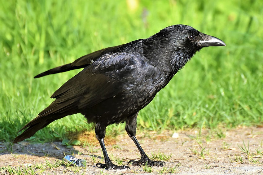 crow-3448199_1280.jpg