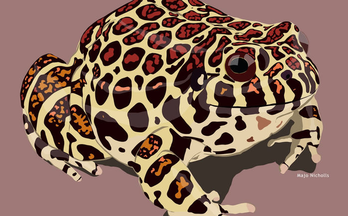 Leptodactylus laticeps.jpeg