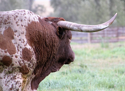 COW.png